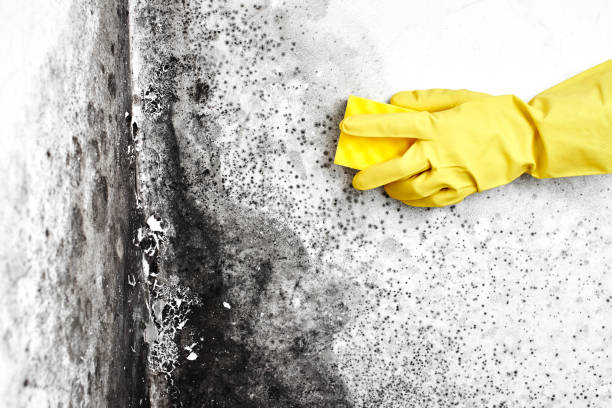 Best Home Mold Removal  in Smithville, NJ