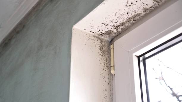 Best Mold Cleaning Services  in Smithville, NJ