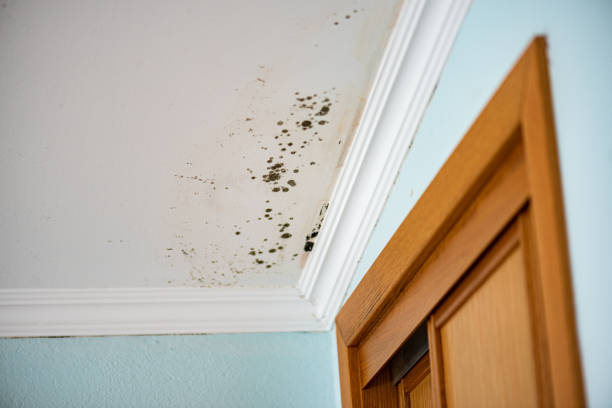 Best Mold Removal Company Near Me  in Smithville, NJ