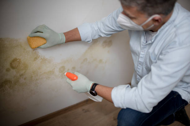 Trusted Smithville, NJ Mold Removal Experts