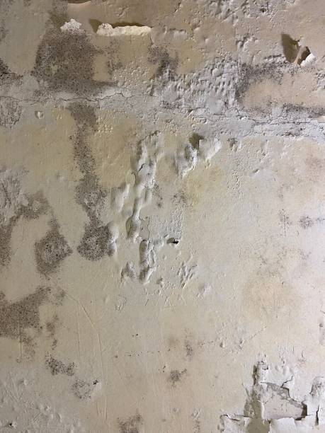 Best Mold Damage Repair  in Smithville, NJ