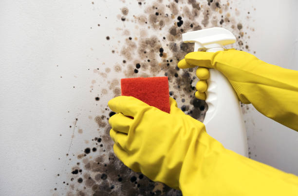Best Mold Removal Company Near Me  in Smithville, NJ