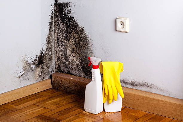 Best Best Mold Removal Companies  in Smithville, NJ