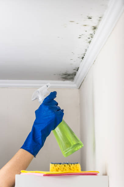 Best Mold Remediation  in Smithville, NJ